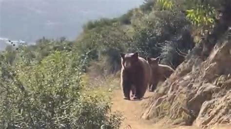 Sierra Madre hiker encounters bear and 2 cubs on trail